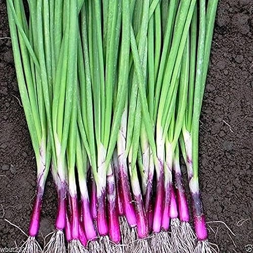 Miniatura 2 de CHUXAY GARDEN Semilla de cebolla Apache 1000 semillas perennes resistentes planta de cebolla comestible verde vegetal exótico encanto condimento