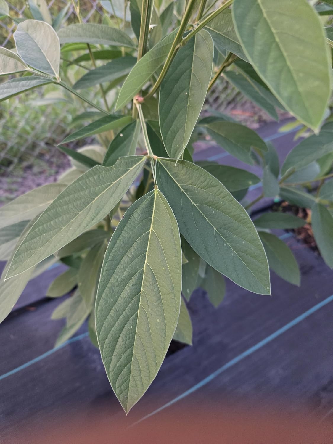 Natural Pigeon Pea Leaves (hojas de gandul/fèy PWA Kongo) Fresh