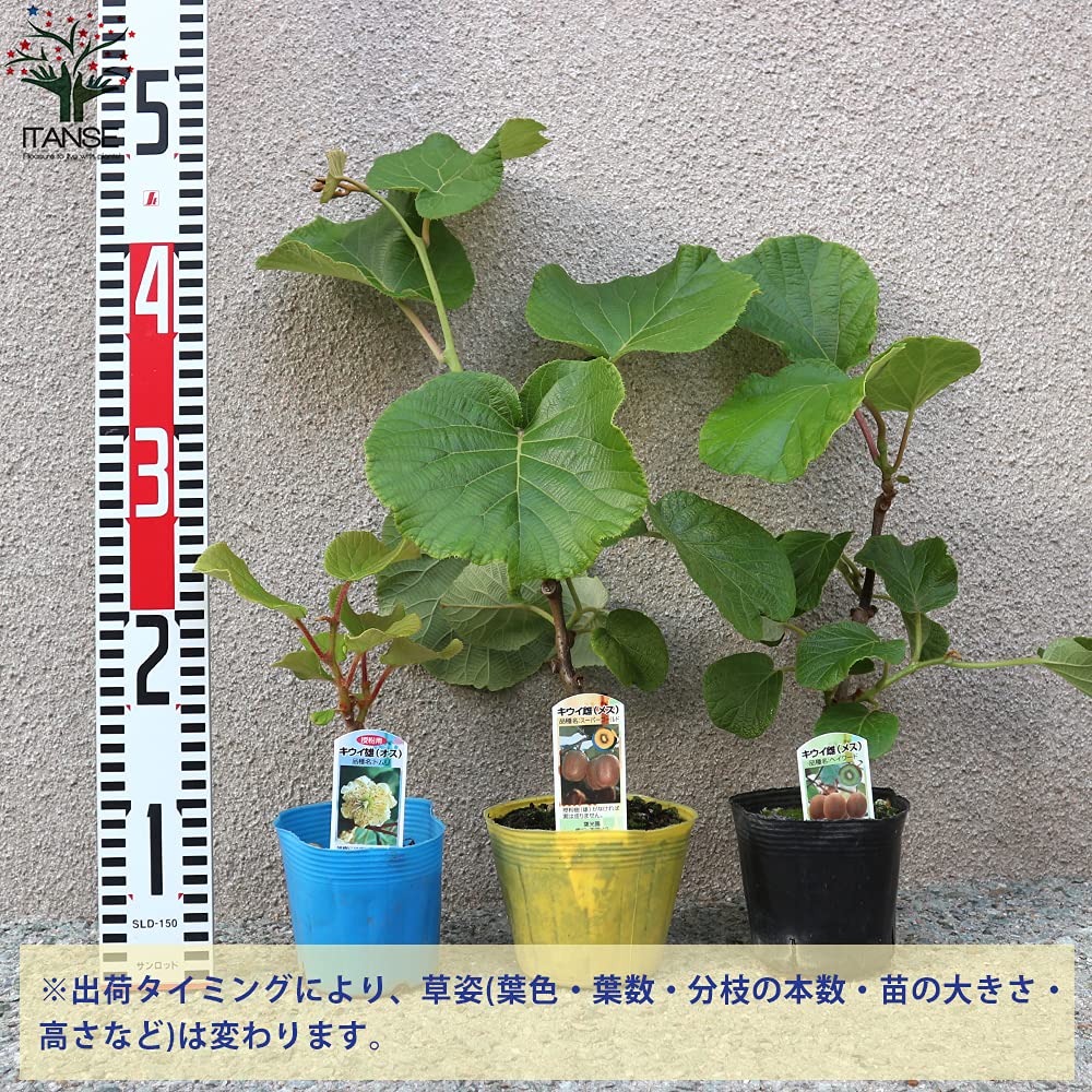 Amazon.co.jp: ITANSE キウイの苗木 雌雄セット 10.5cmポット 3