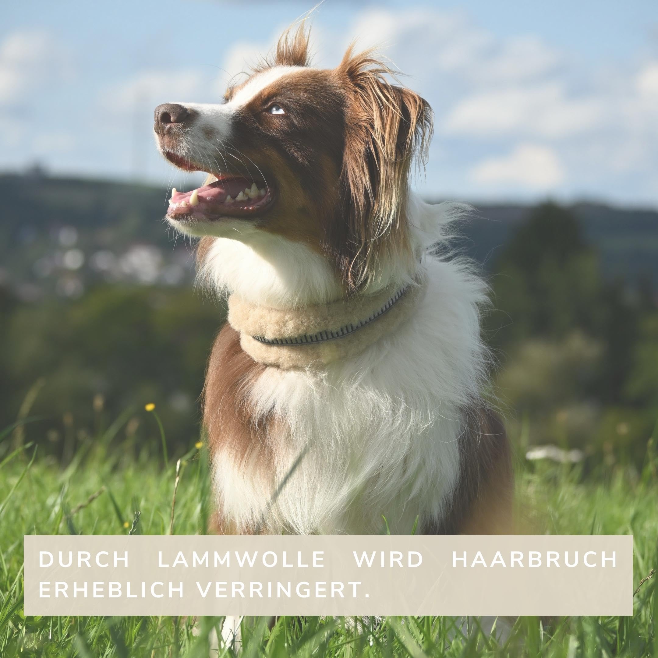 CHRIS innovatives Hundehalsband aus Lammwolle, Halsband vermindert erheblich Haarbruch, gepolstert, reflektierend, verstellbar, für kleine mittel große Hunde in M (35-45cm), L (45-55cm), XL (55-65cm)