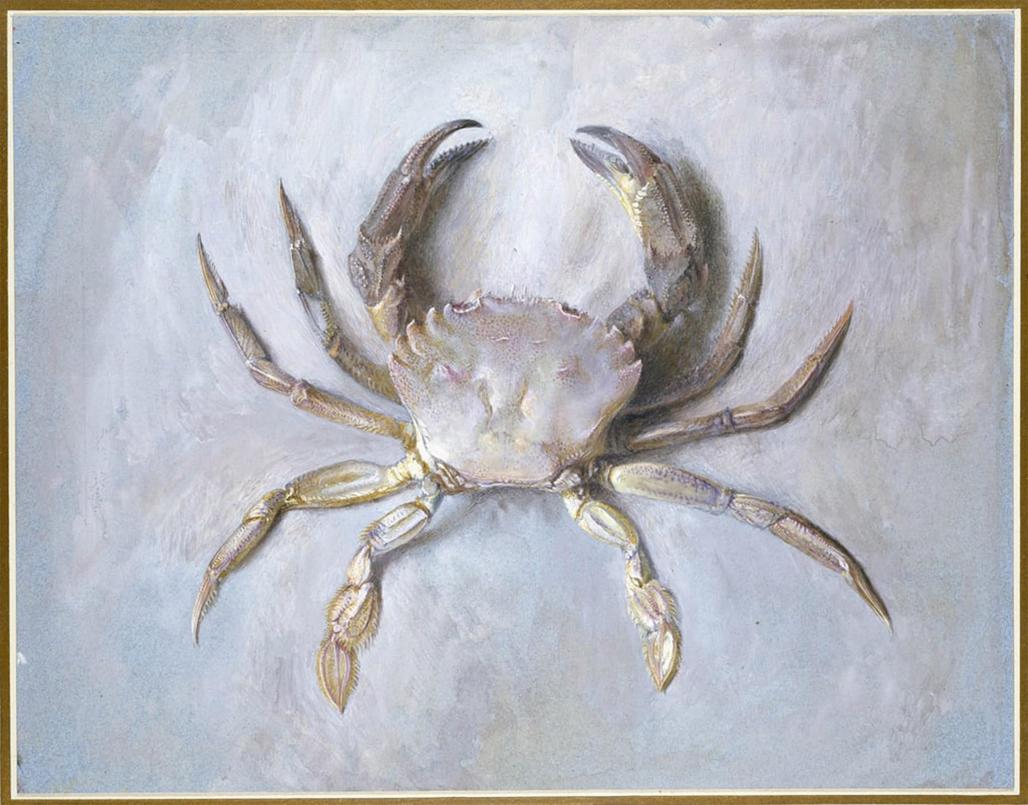 Artxlxxbn No Frame Famous Painting Art Wall Decor Abstract Art Picture Velvet Crab By John Ruskin Animal Pictures For Home Decor 60X90cm