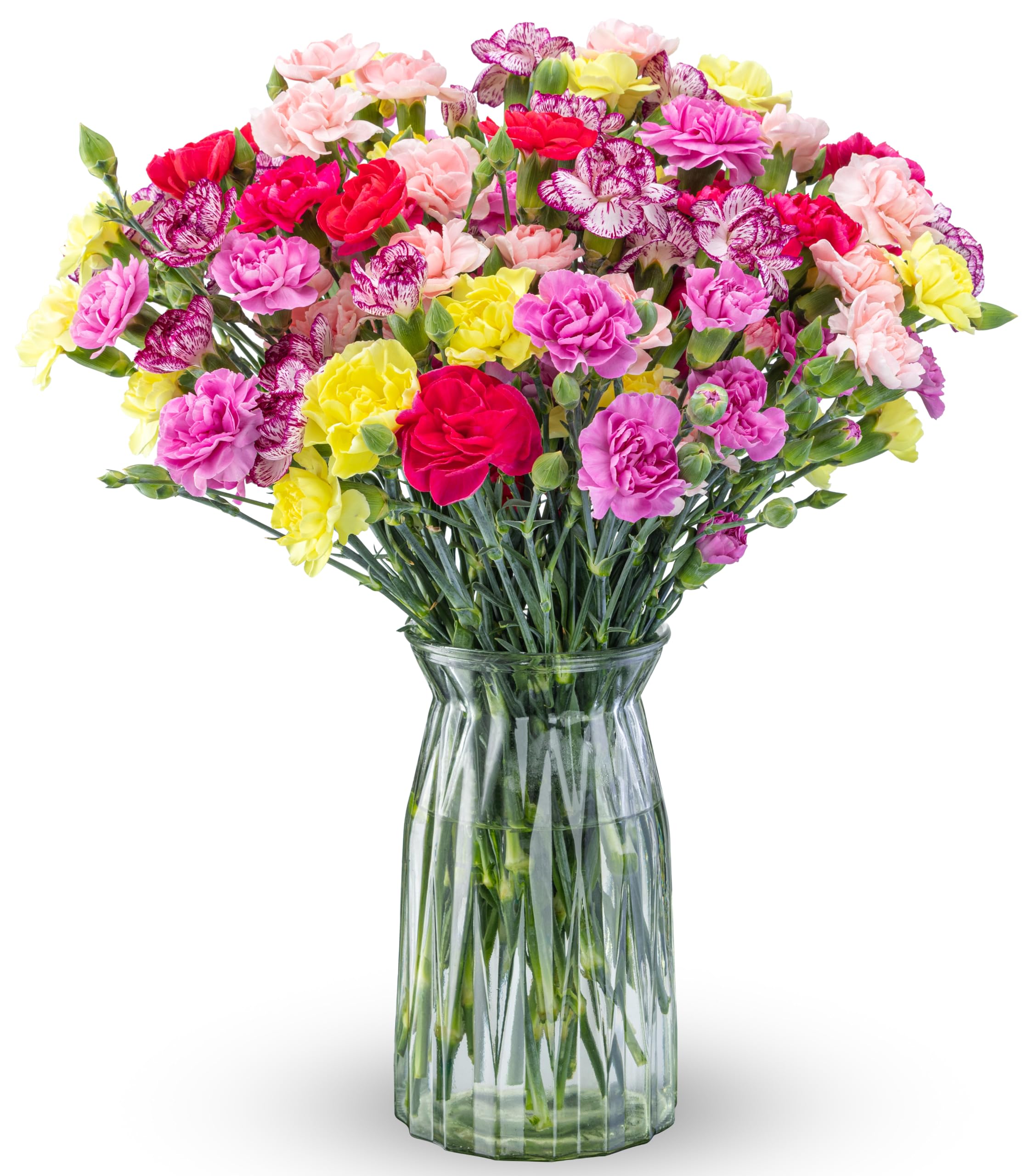 Benchmark Bouquets - 20 Stem Spring Mini Carnations (Glass Vase Included) - Fresh Flowers for Delivery - Gift for Birthday, Anniversary, Get Well, Sympathy, Congratulations