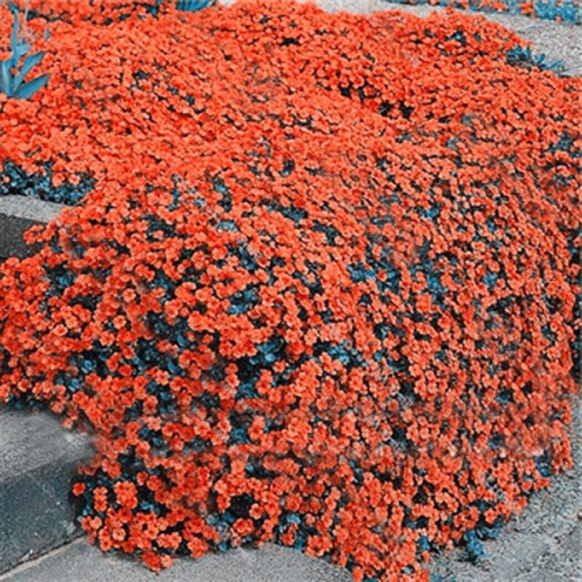 CHUXAY GARDENOrange Rock Cress Seed 200 Seeds Ground Cover Plant Overseed Existing Lawn Grows in Just Weeks