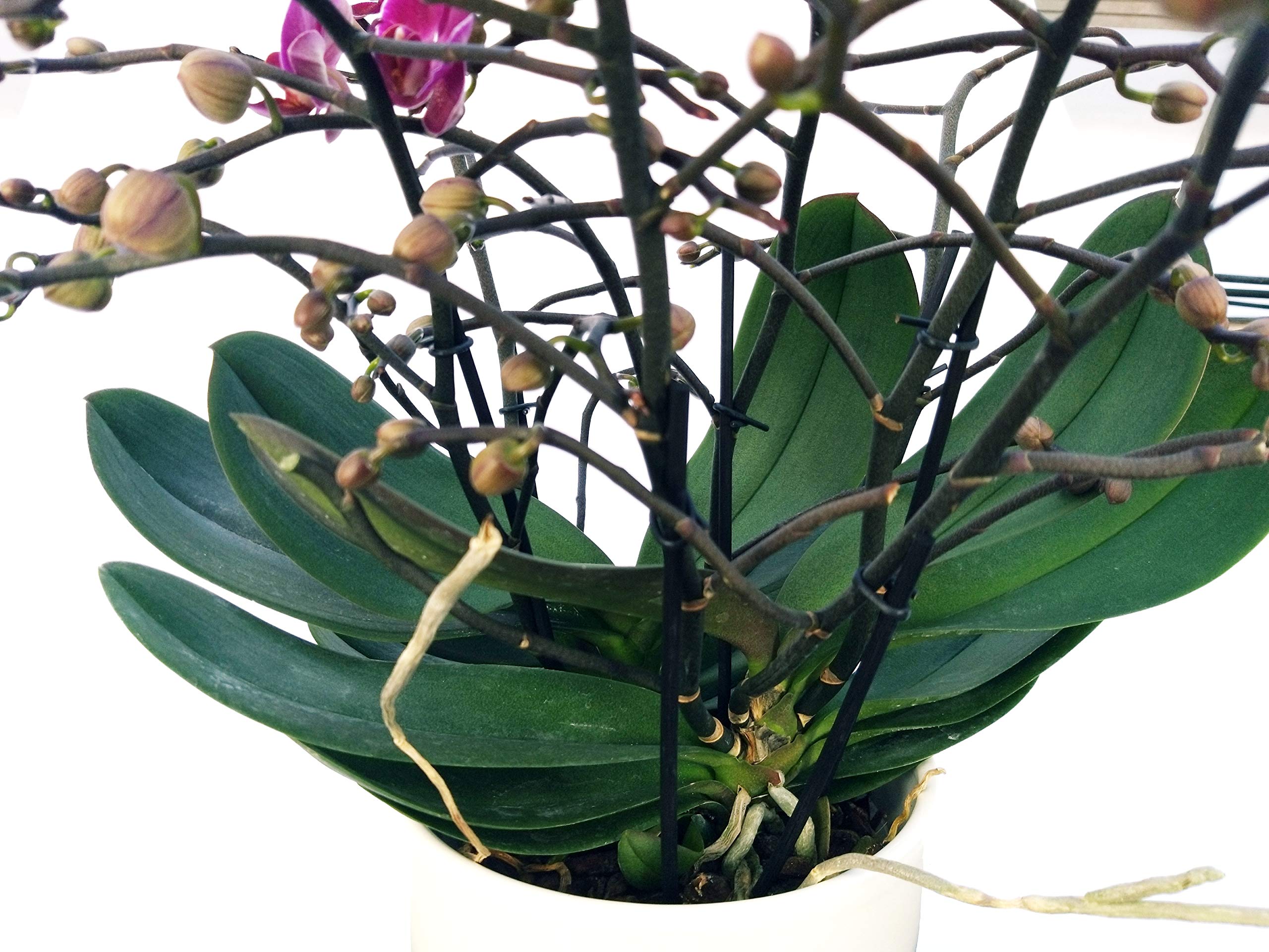 POWERS TO FLOWERS - ORCHIDEA PHALAENOPSIS EXTRA!!! IN VASO CERAMICA BIANCO, pianta vera