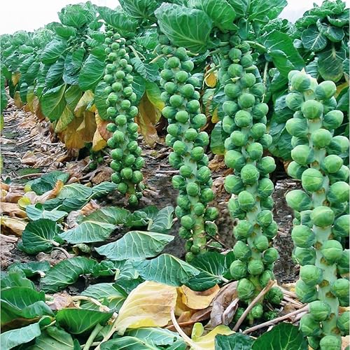 Seeds Brussels Sprouts Cabbage Long Green Vegetable for Planting Heirloom Non GMO Seeds Brussels Sprouts Cabbage Long Green Vegetable for Planting Heirloom Non GMO