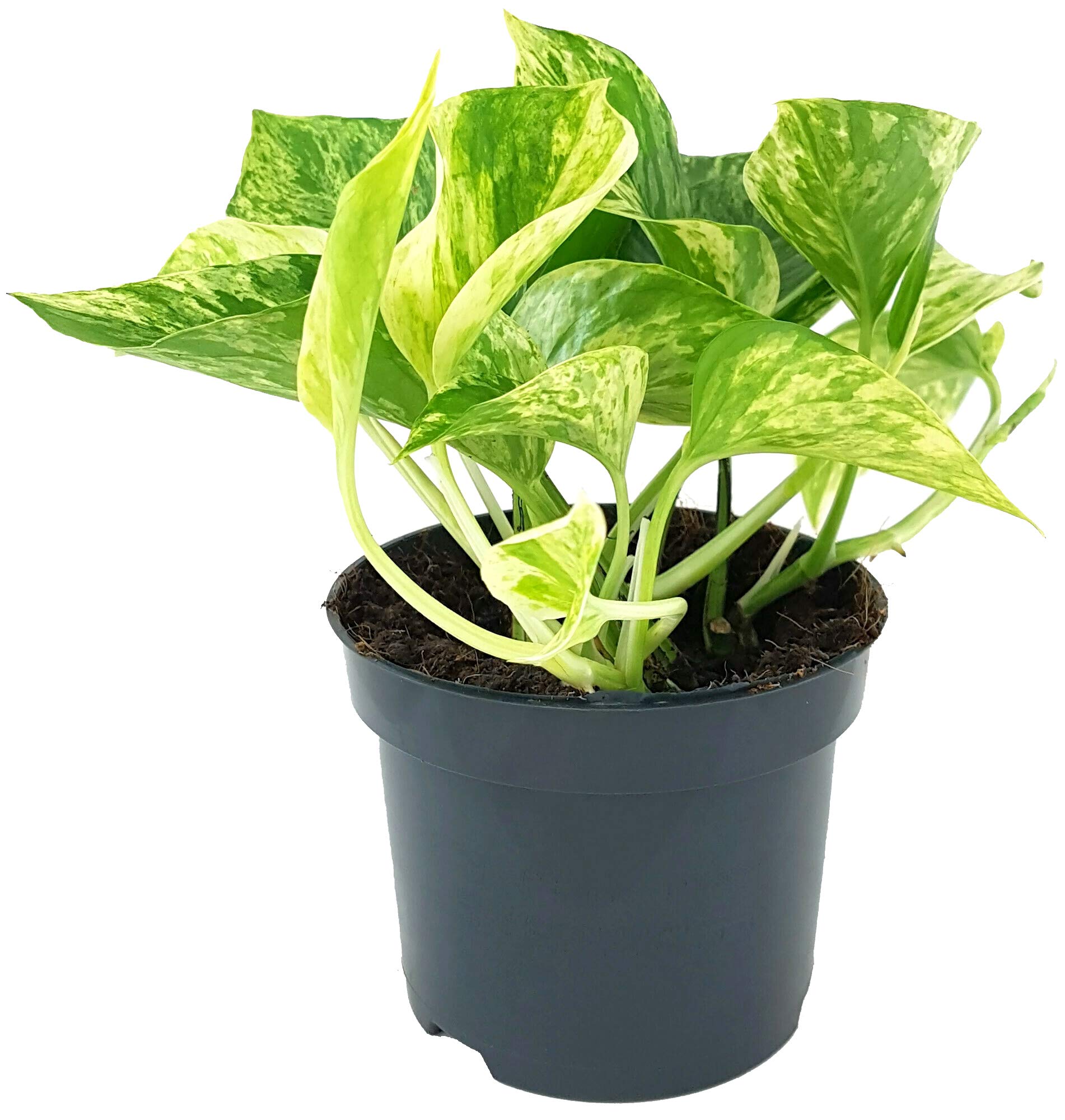 Fangblatt - Epipremnum pinnatum "Marble Queen" - gefleckte Efeutute im  12  cm Topf - wundervolle Grnpflanze fr Ihre Wohnung : Amazon.de: Garten