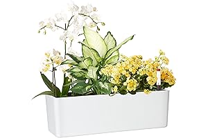 GardenBasix Self-Watering Rectangle Planter Box for Indoor Plants