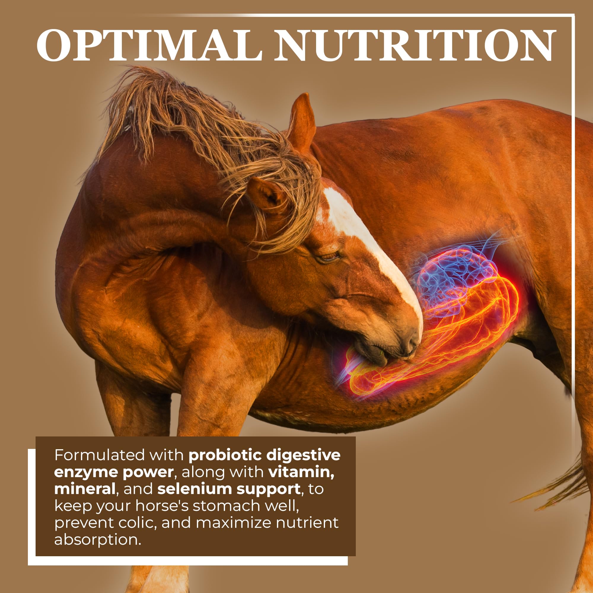 Equerry's Economy Equine Supplement - Horse Probiotics | Supplement for Horses | Horse Vitamins and Minerals Supplement with Enzymes and Selenium, 10lb — Amazon image 2