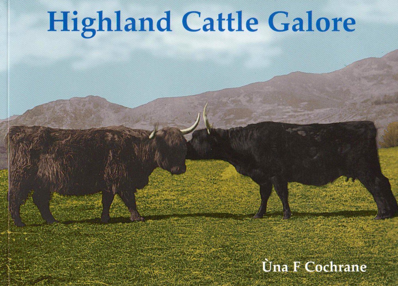 Highland Cattle Galore