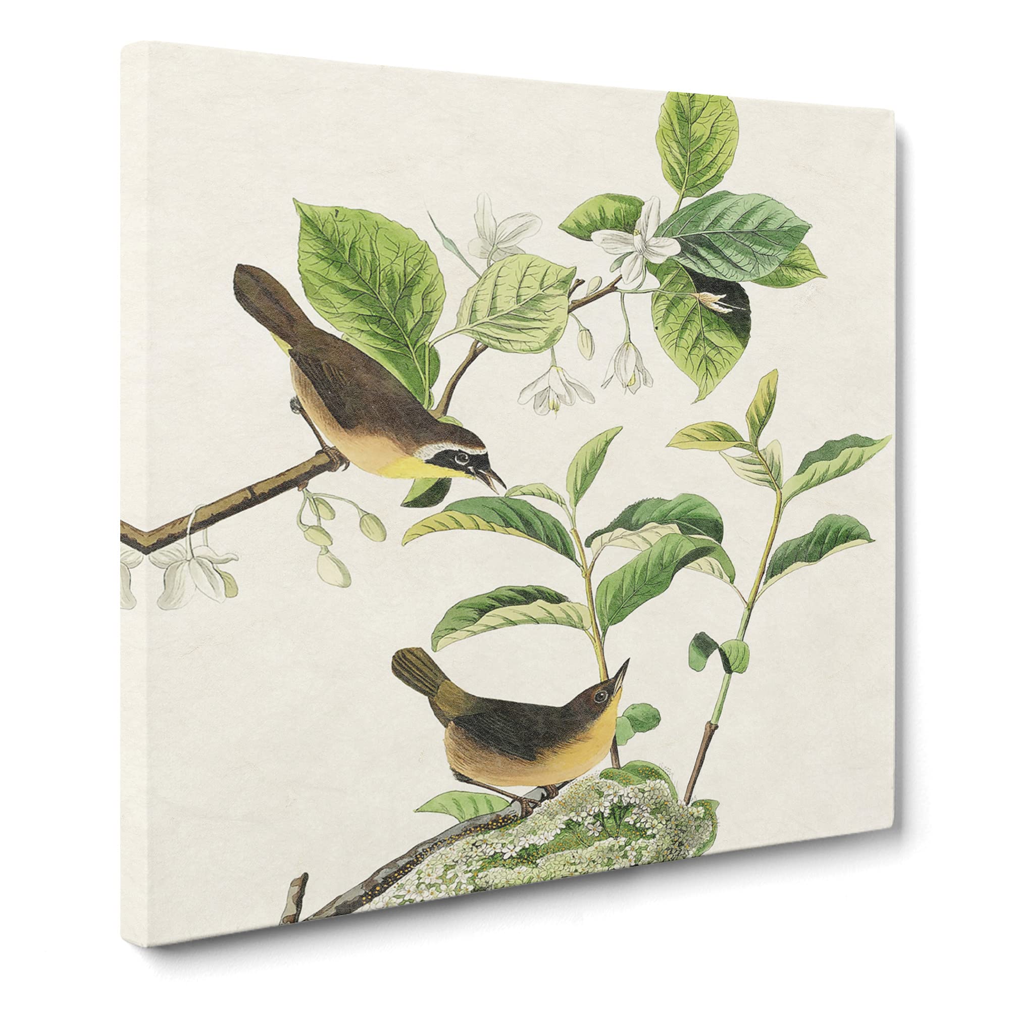Yellow breasted Warbler Birds by John James Audubon Canvas Print, Mixed, 35L x 35W cm