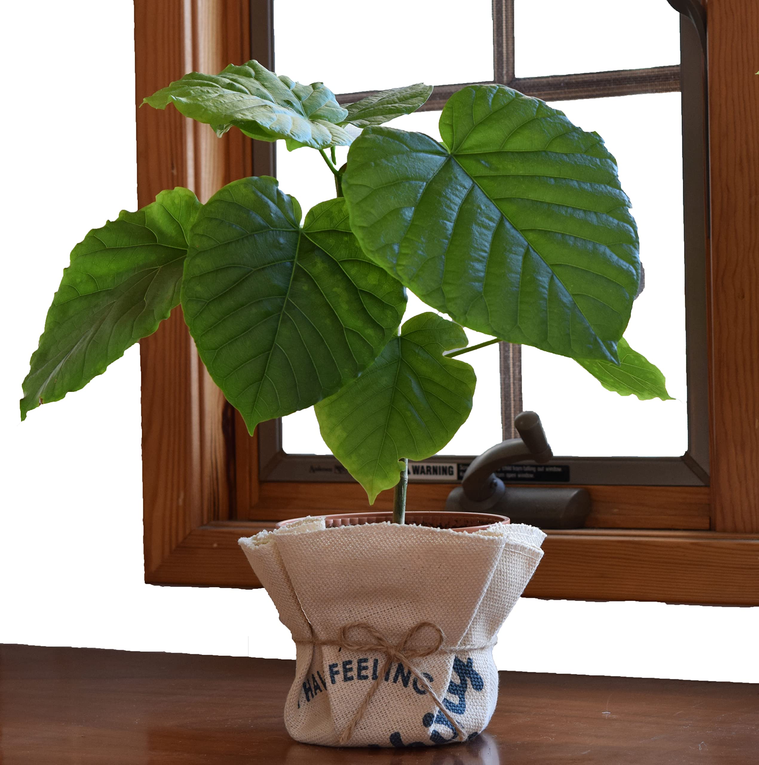 Amazon｜人気観葉植物 お洒落な ハート型の葉が可愛いい ウンベラータ 