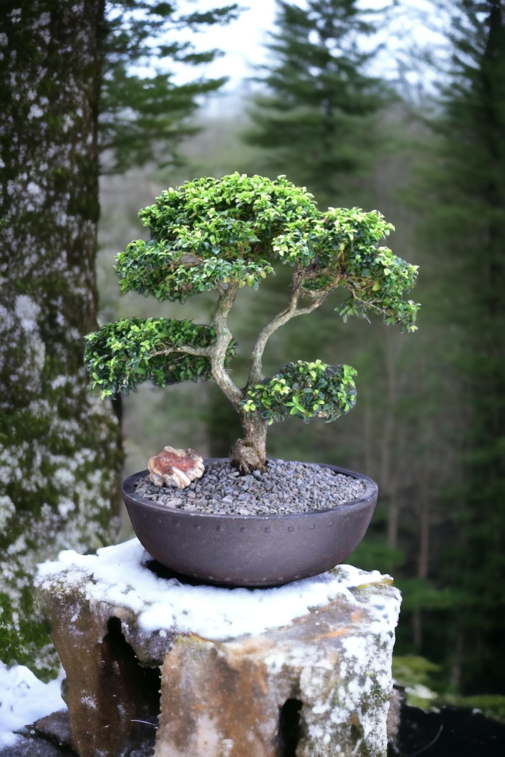 Bonsai banyan tree live plant big,Japanese boxwood bonsai plant 5 Years old (Pack of 1 With pot)