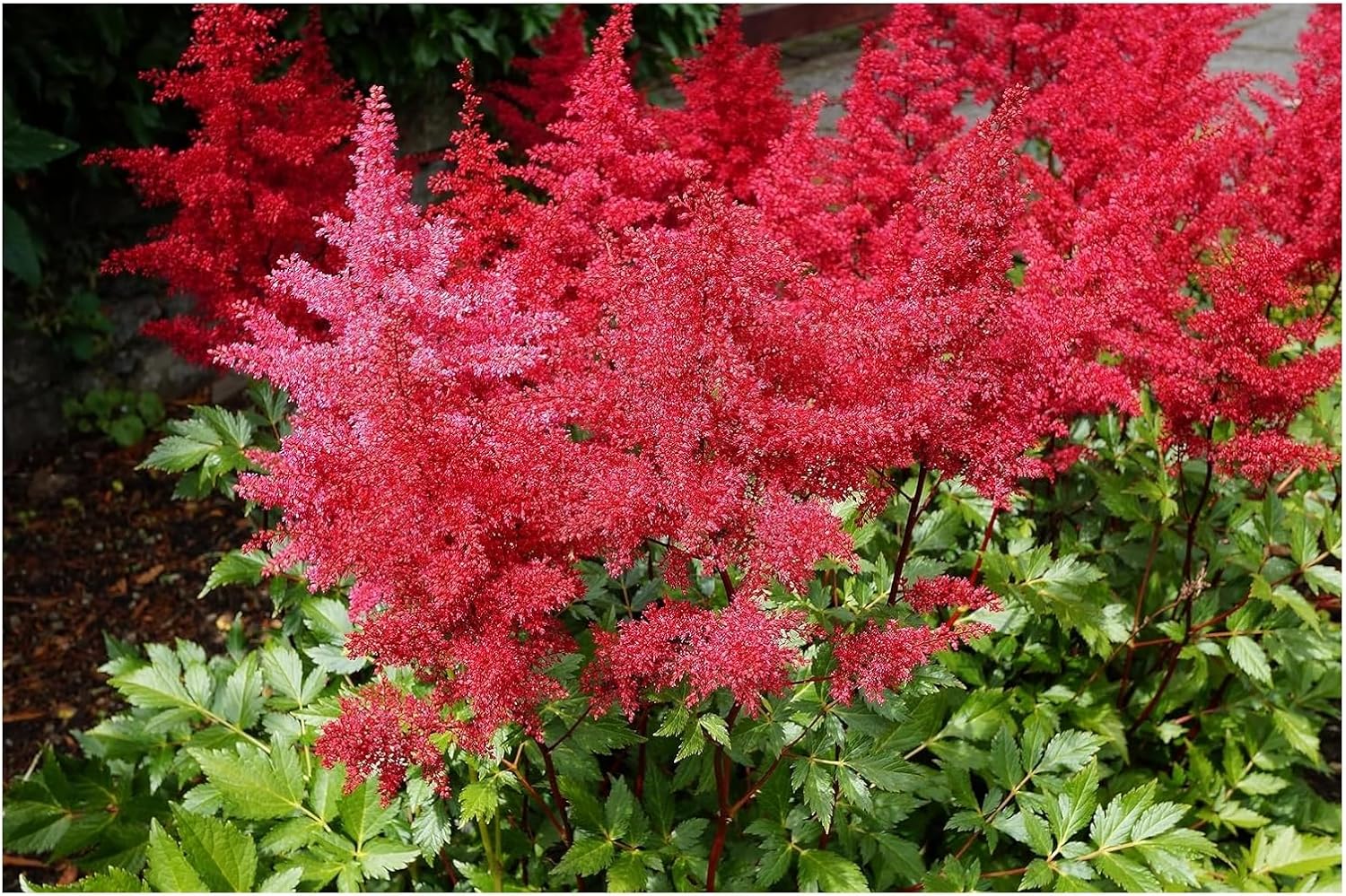1 x Astilbe arendsii ‚Astary Red‘ (Winterhart/Stauden/Staude/Mehrjährig