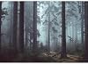 SIGNWIN Wall Mural Landscape of Forest Removable Self-Adhesive Wallpaper Wall Decoration for Bedroom Living Room - 66x96 inches