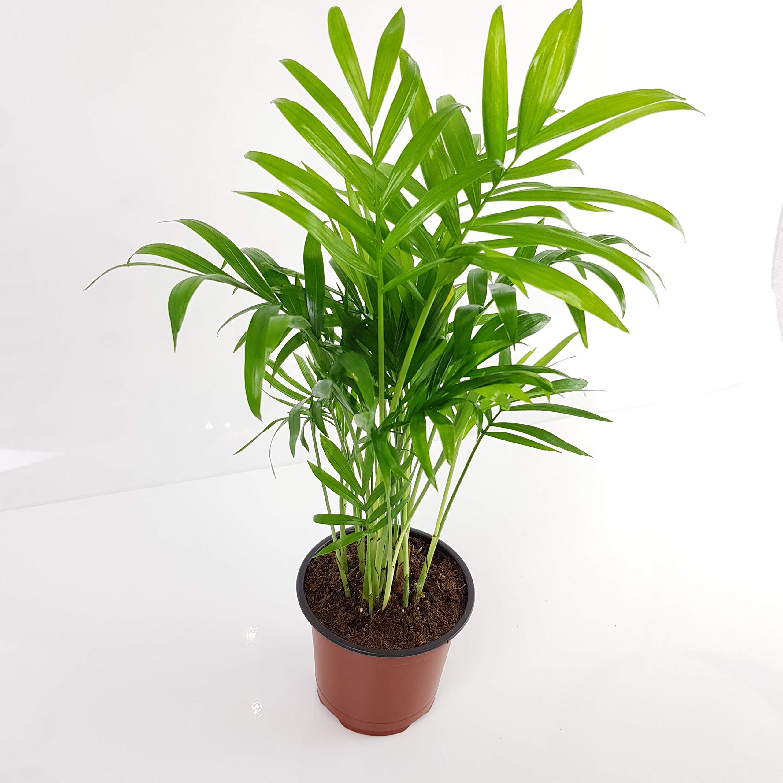 kaktus honig wirkung Kaktushonig (Euphorbiaceae)  AtZohras
