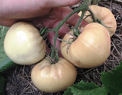 Miniatura 2 de Semillas White Beefsteak Tomate Giant Heirloom Vegetal para plantar sin OMG