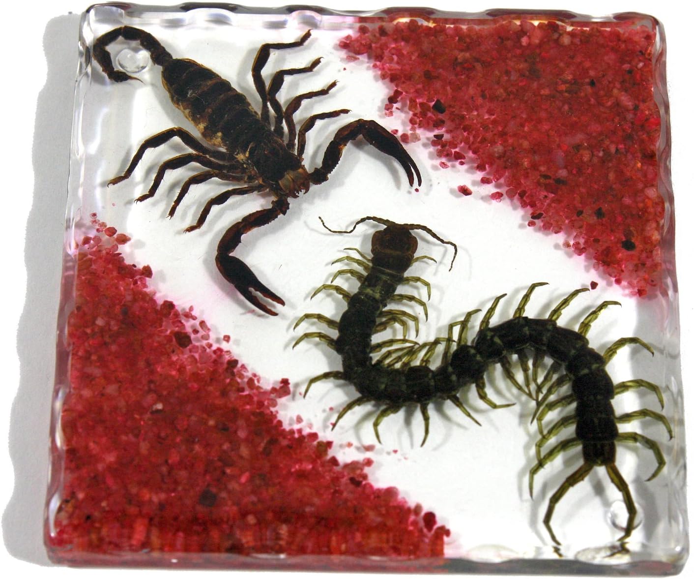 Resin Coaster with Sands, Black Scorpion & Centipede