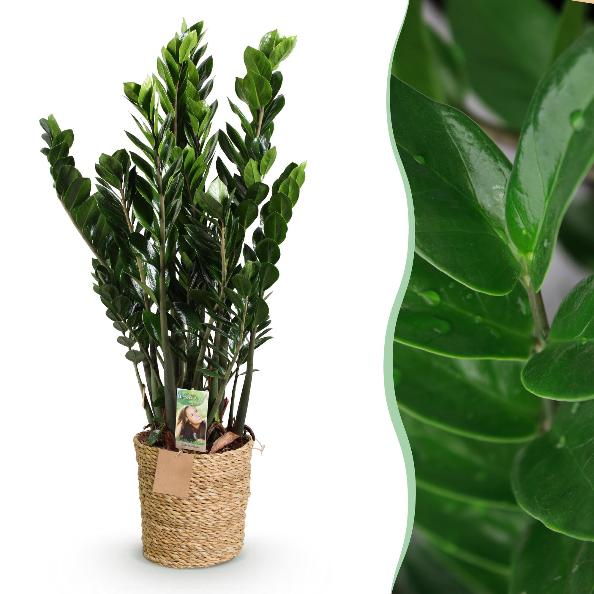 Green boutiQ - Plantes d'intérieur - Zamioculcas - Plante ZZ - Peu d'entretien - avec panier - Vert - 1 Plante - Pot 21cm - Hauteur 80-90cm