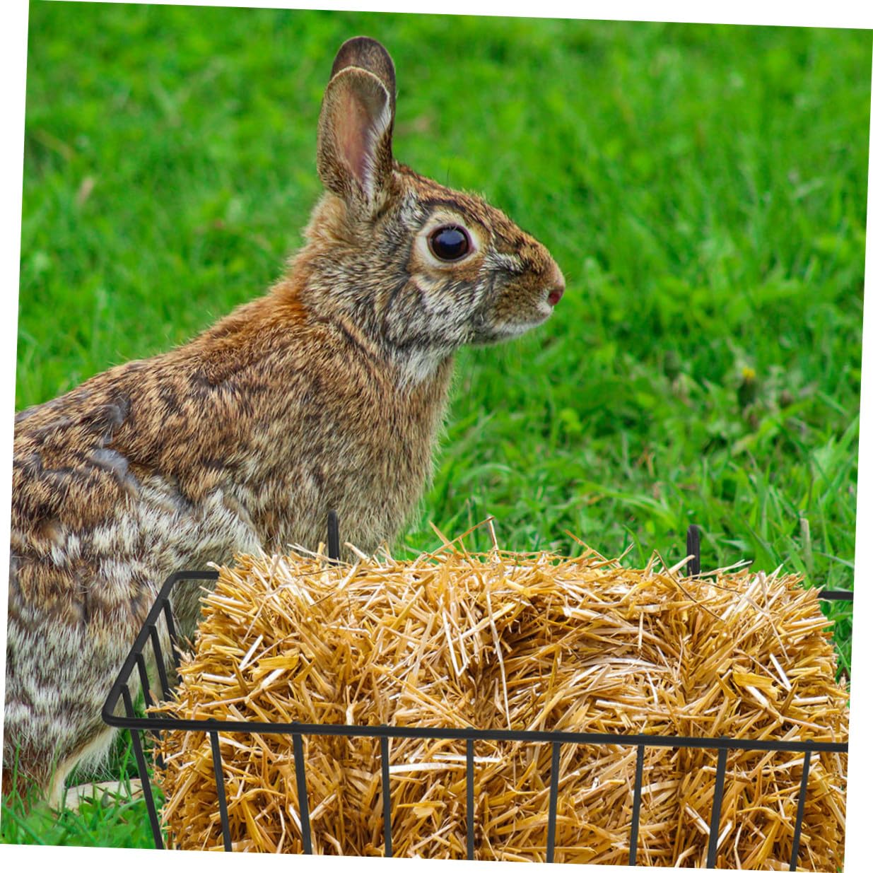 Veemoon Mangeoire à Foin et Évite Renversements pour Lapins en Fer Noir 5 Pièces, Support Résistant Garde la Nourriture Fraîche pour Cage d'animaux