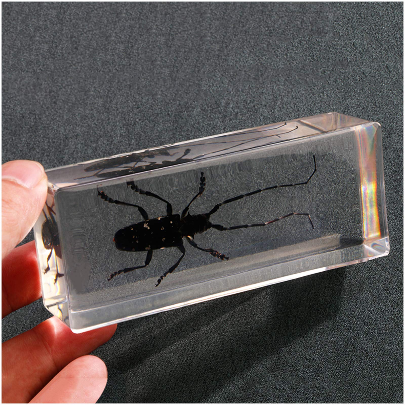 Amazon.co.jp: 本物の樹脂昆虫カミキリムシ埋め込み標本