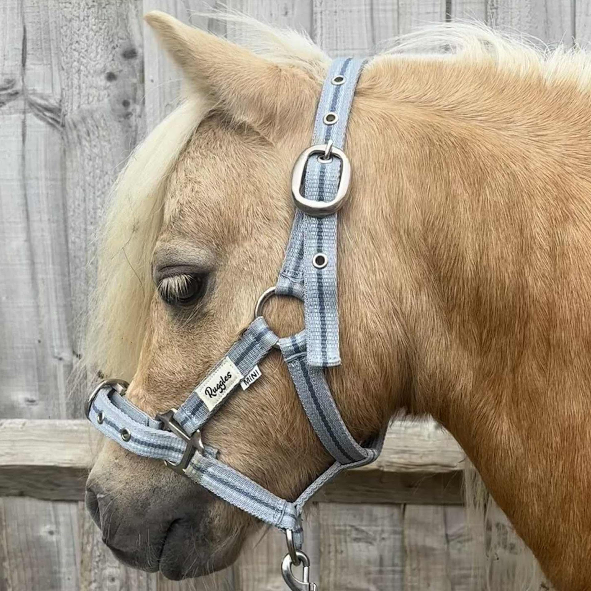 Ruggles Head Collar for Shetland Pony and Miniature Horses | Durable and Adjustable | Ideal for everyday use (Light Grey/Blue, Shetland)