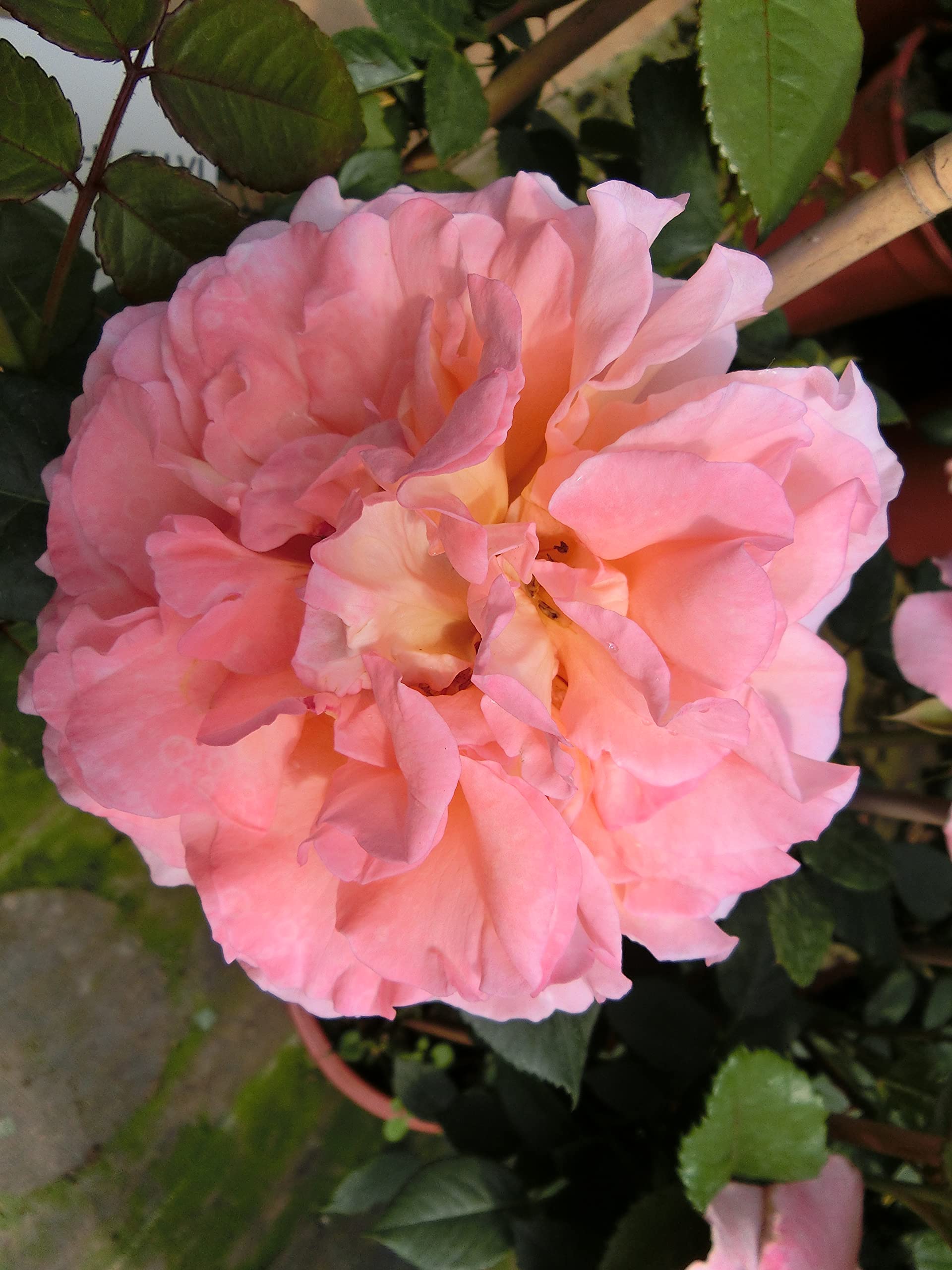 Edelrose Augusta Luise in champagner-rosé bis pfirsich - Duftrose winterhart - Rosen-Blüte in champagner-rosé bis pfirsich - Rose sehr stark duftend im 5 Liter Container von Garten Schlüter - Pflanzen