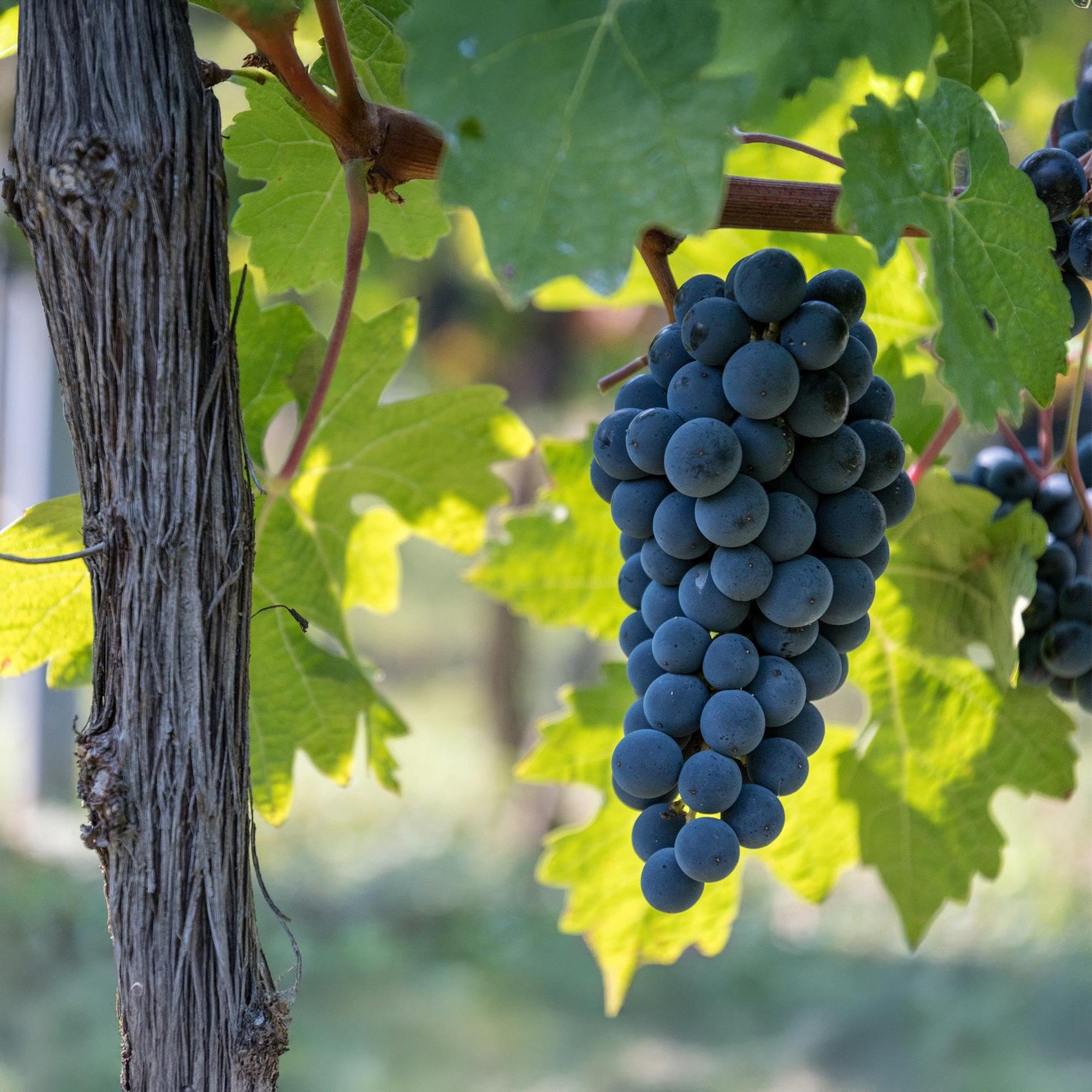 Winorośl – niebieskie winogrona – Vitis vinifera Boskoop Glory – 2 rośliny – roślina owocowa – doniczka 15 cm wysokość 50 cm