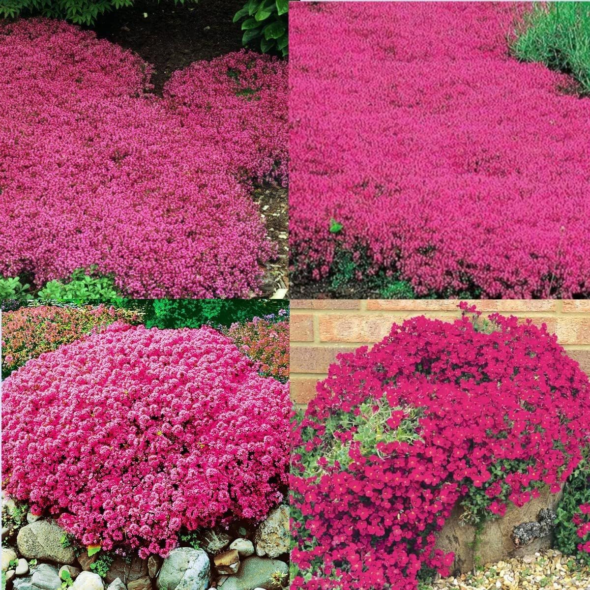 15000+ Magic Red Creeping Thyme Seeds for Planting