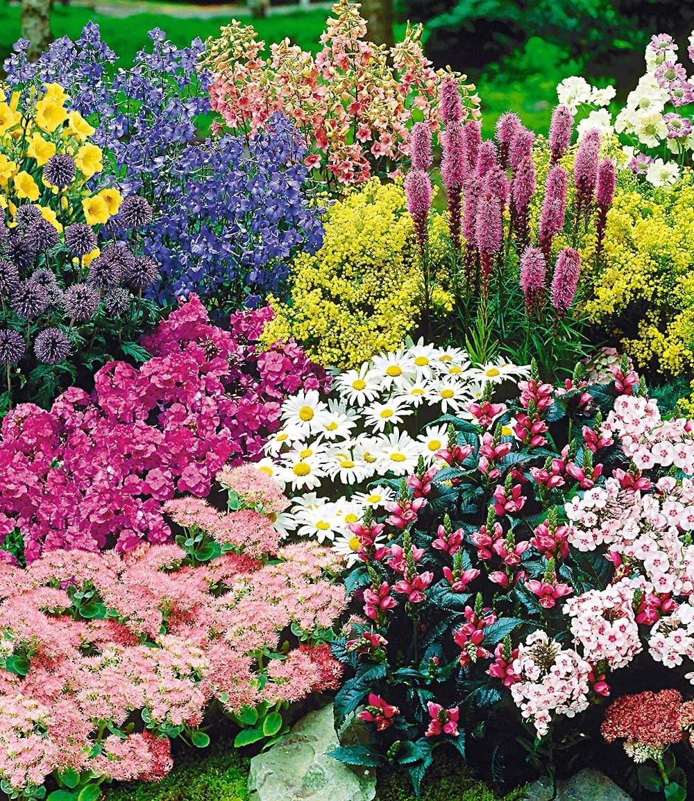 BALDUR Garten Staudenbeet ‚Gartenfreude‘ 15 Pflanzen