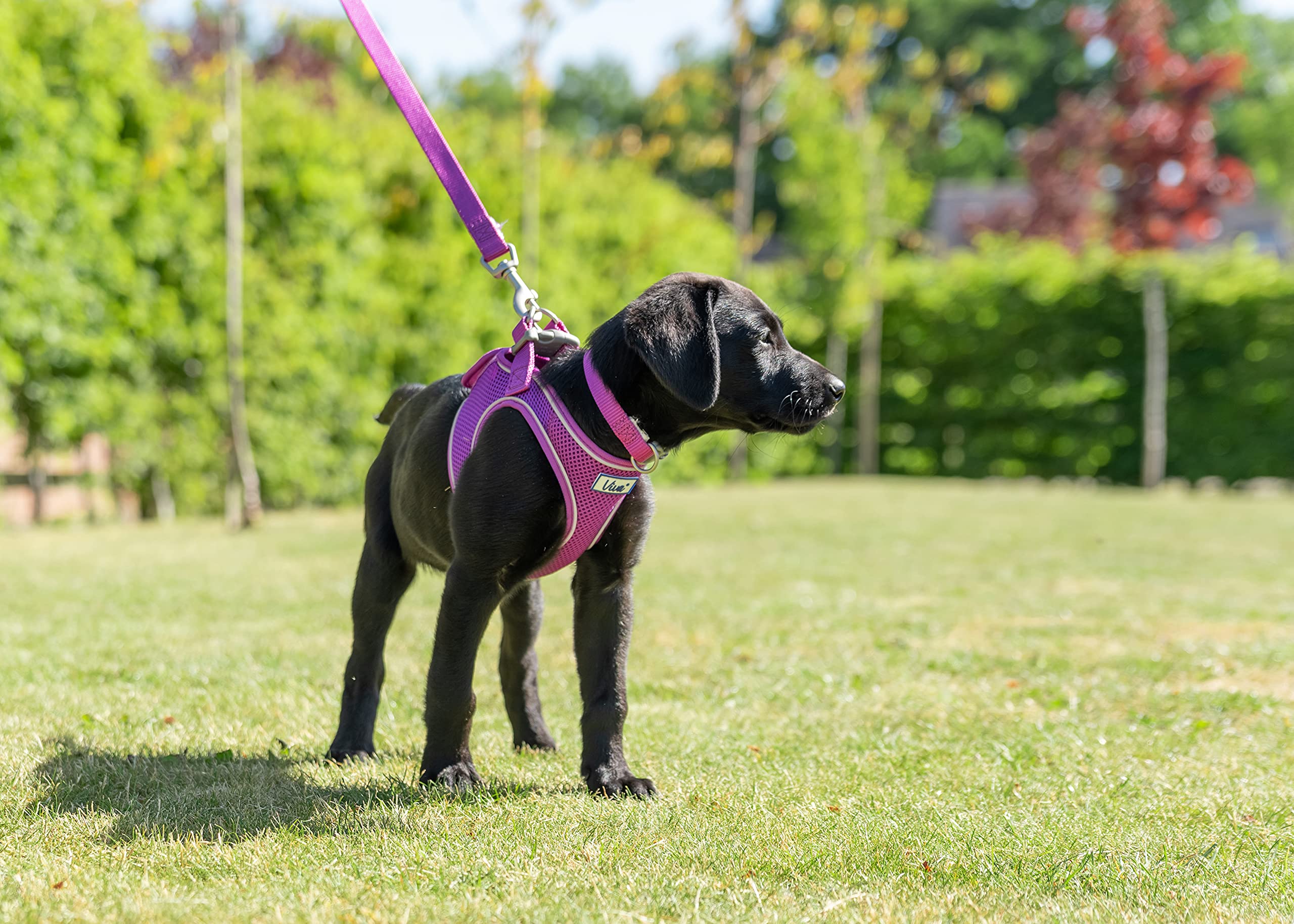 Ancol Heritage Nylon Lead Purple 12mm X1m