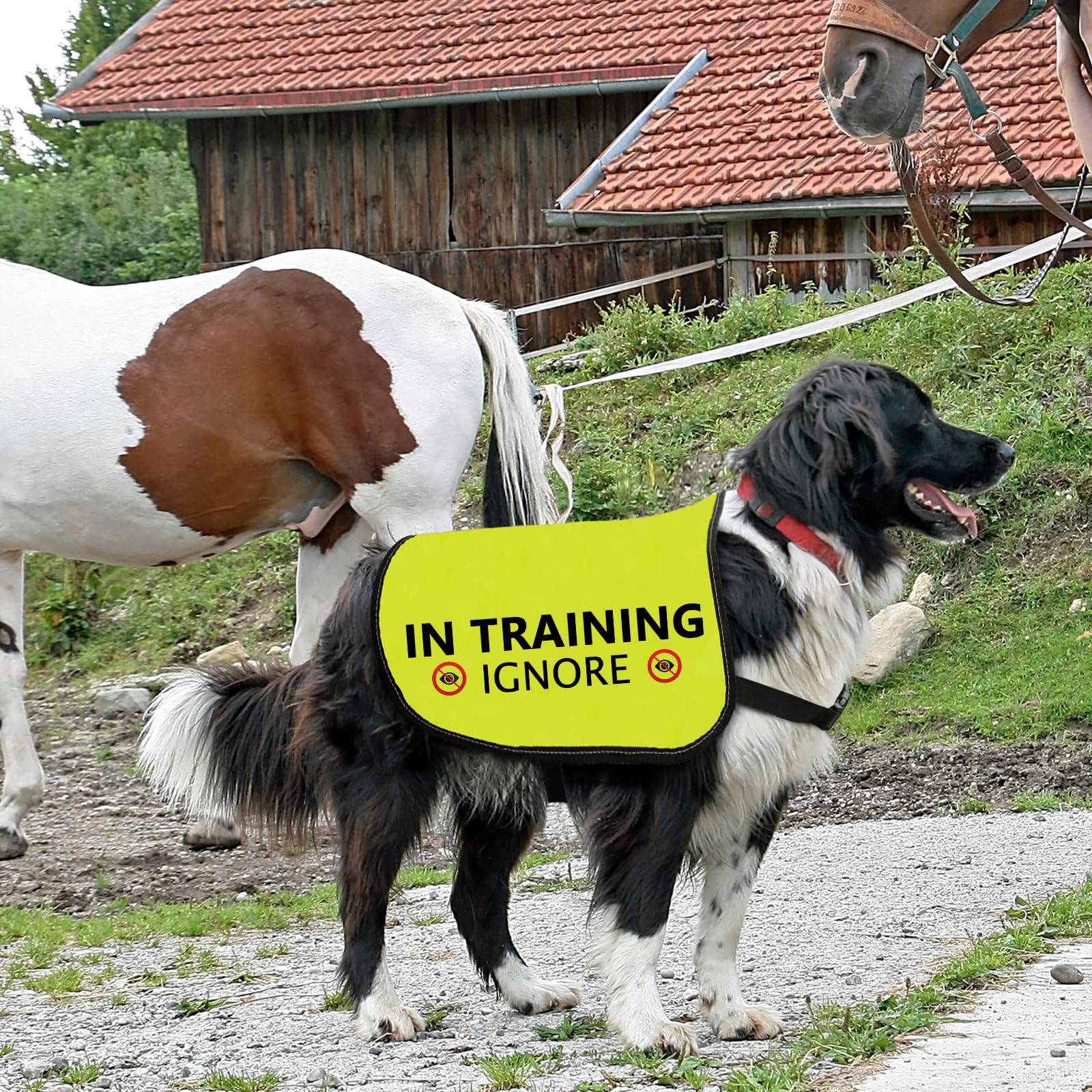 Training Hundejacke Weste Ignorieren Hundeweste Hund Walking Slogan Warnweste (in Training Ignorieren-Large)