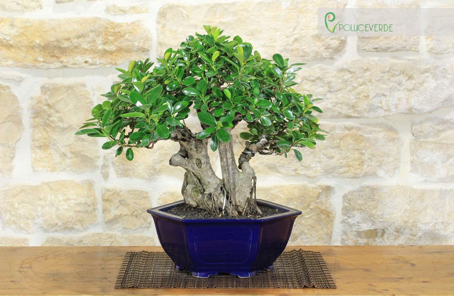 Bonsaï Ficus Panda (25)