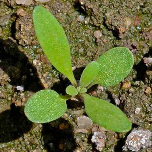 Miniatura 2 de Seed Needs Royal Carpet Alyssum Semillas para plantar, reliquia y sin tratar, tiernas flores perennes para atraer polinizadores a jardines de rocas,