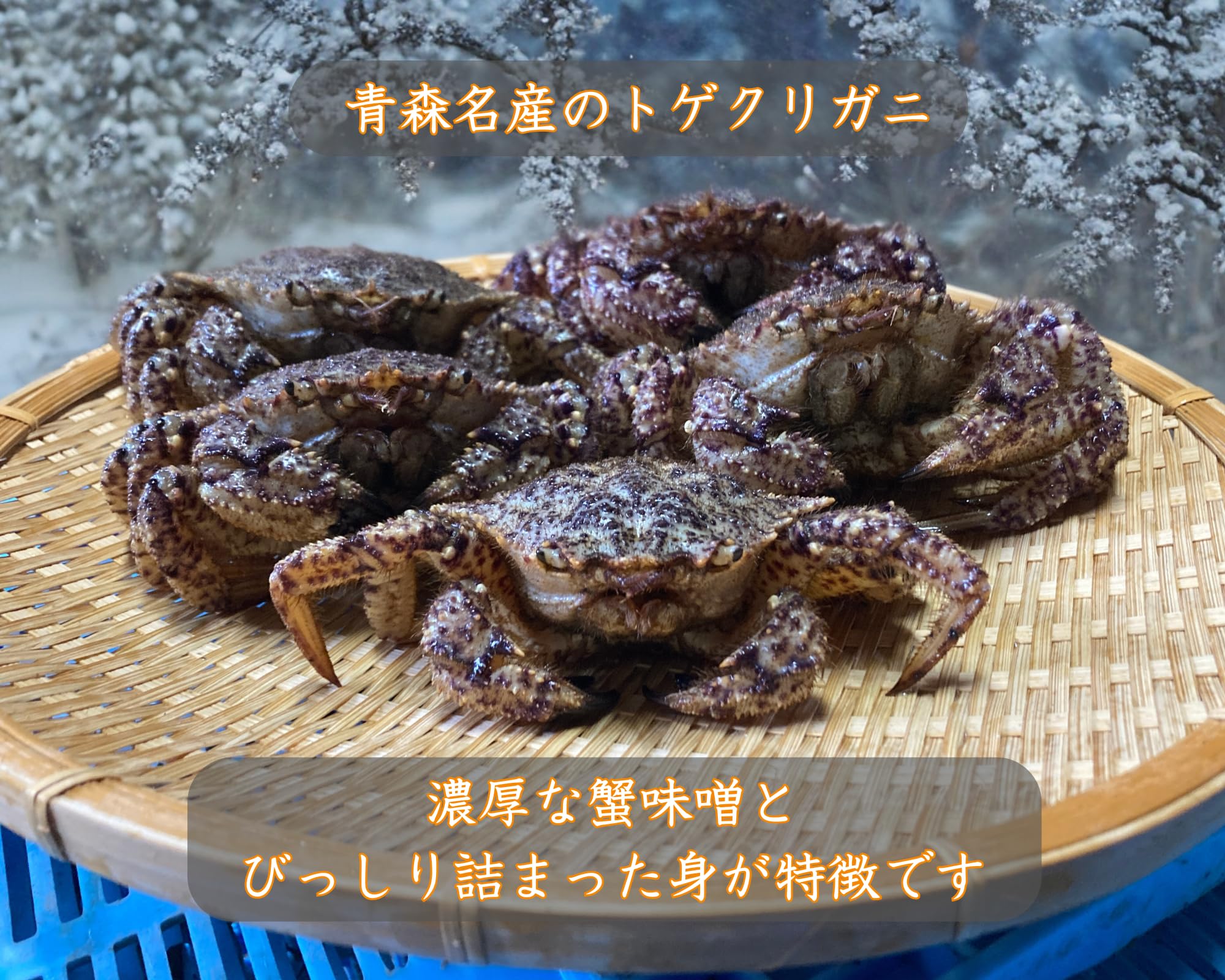 Amazon.co.jp: 【漁師直送・季節限定】旬を先取り 活トゲクリガニ オス