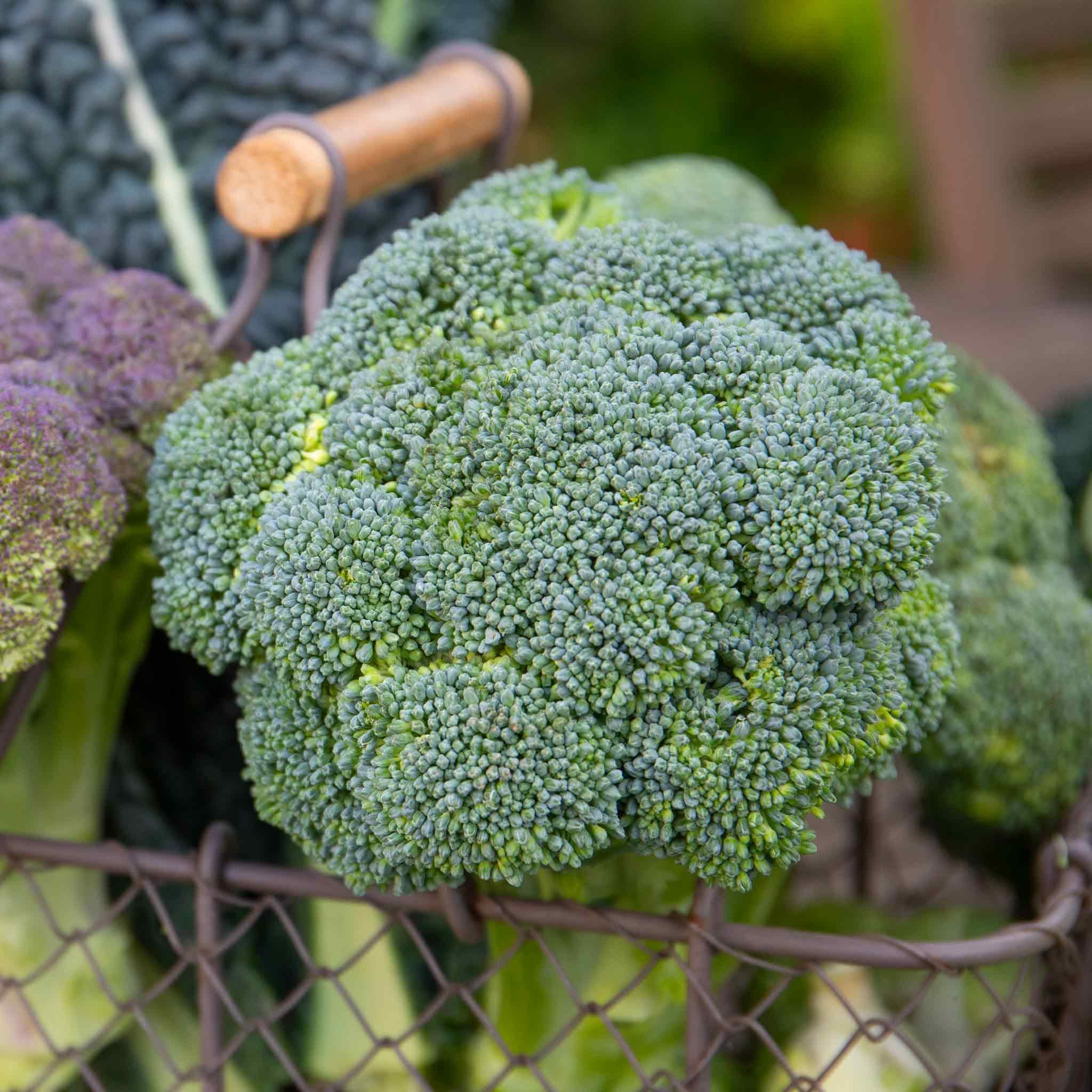 Marshalls Garden Calabrese 'Gemini' F1 Seeds - Fast-Maturing Broccoli, Approx 40 Seeds