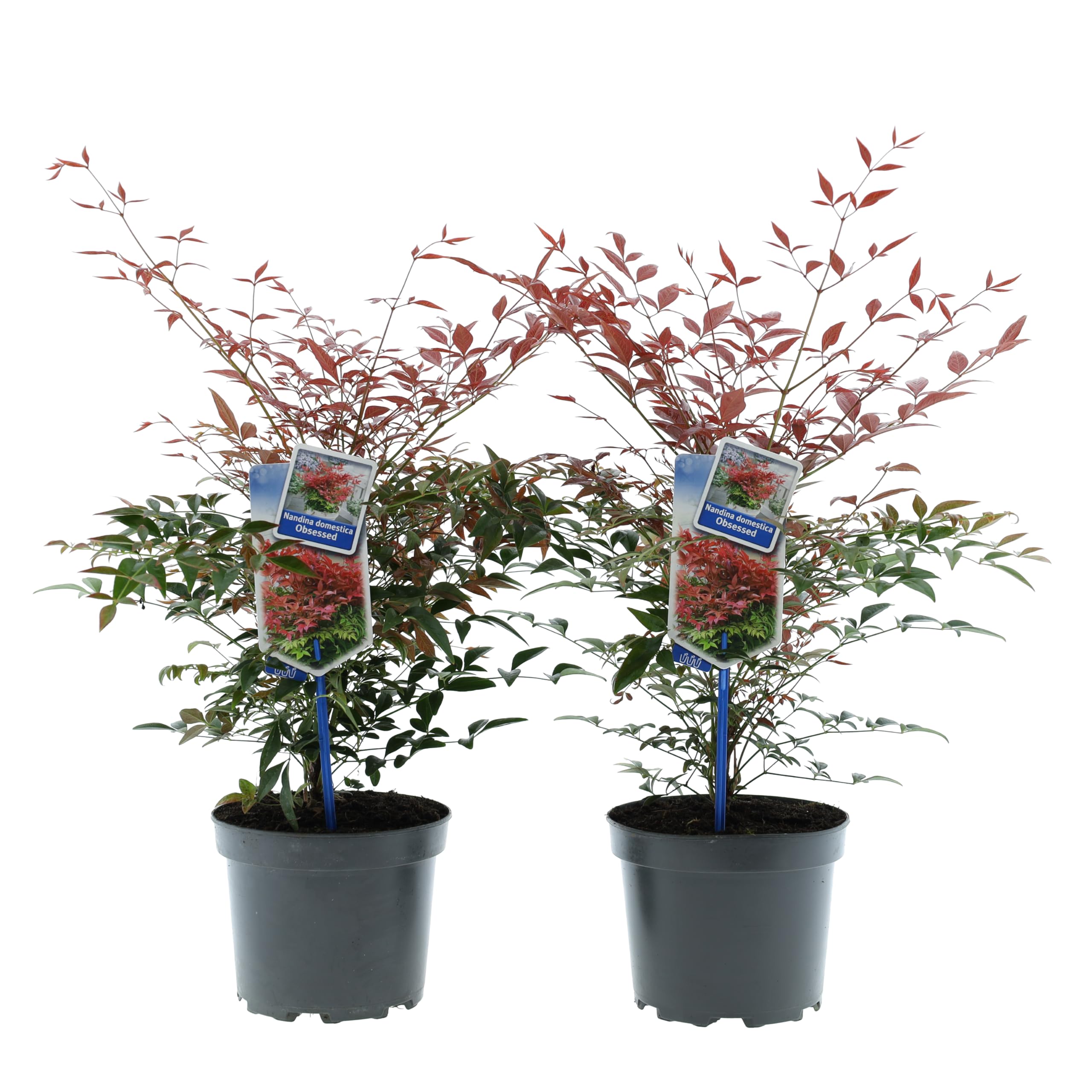 Nandina domestica 'Obsessed' ® Hemelsbambus 30-35 cm in vaso da 17 cm, arbusto decorativo verde invernale con germoglio rosso per giardino, balcone e terrazza (2)