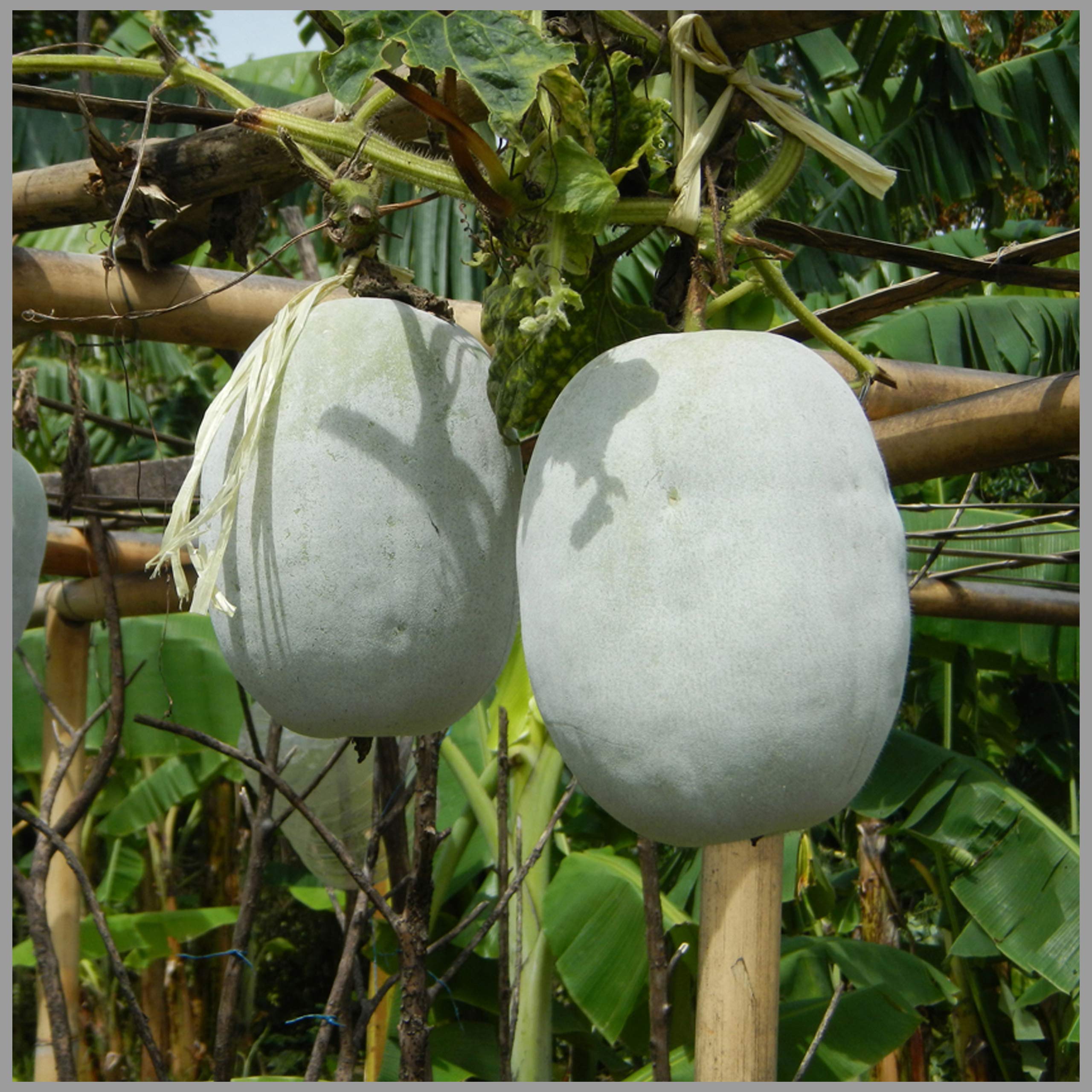 Ash Gourd (Wax Gourd) Traditional Seeds (Pack of 20 Seeds) - GardenHunt (B0893RFD81) Amazon Price History, Amazon Price Tracker