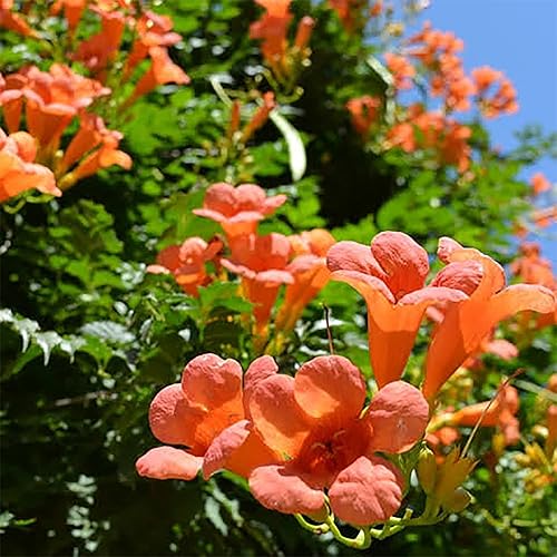 QAUZUY GARDEN 100 semillas de trompeta de colibrí naranja Campsis Radicans Semillas de flores de reliquia sin OMG y pantalla de privacidad de