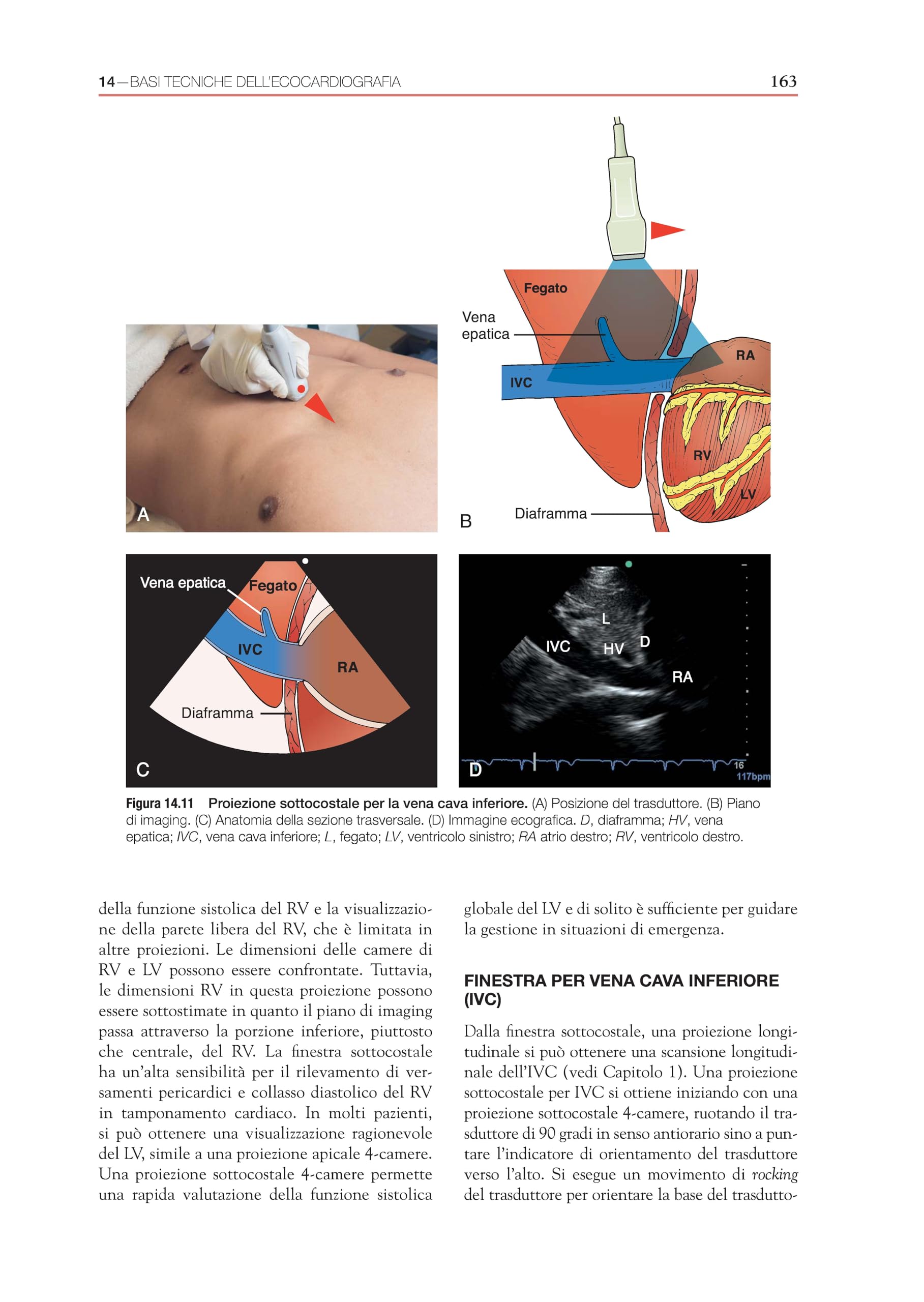 Ecografia. Point-of-care