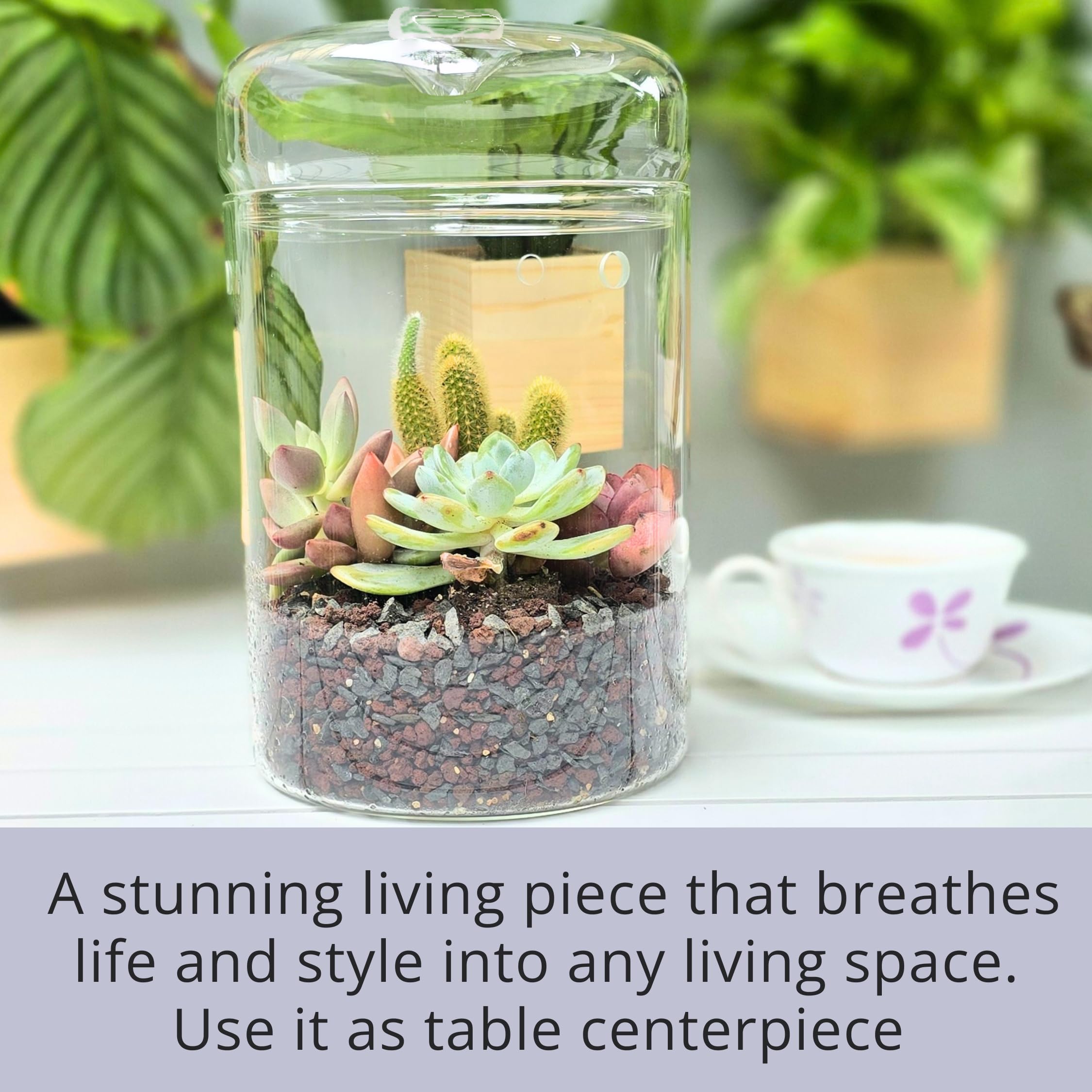 LaLaGreen - Maceta de cristal para terrario (6 x 9 pulgadas), luces de crecimiento suculentas para plantas de interior, soporte para plantas de aire, pequeño reptil, cactus, mini helecho, jardín,