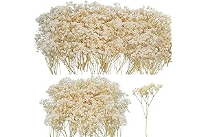 50Pcs Mini Dried Baby's Breath Flowers for Endless Creative Explorations