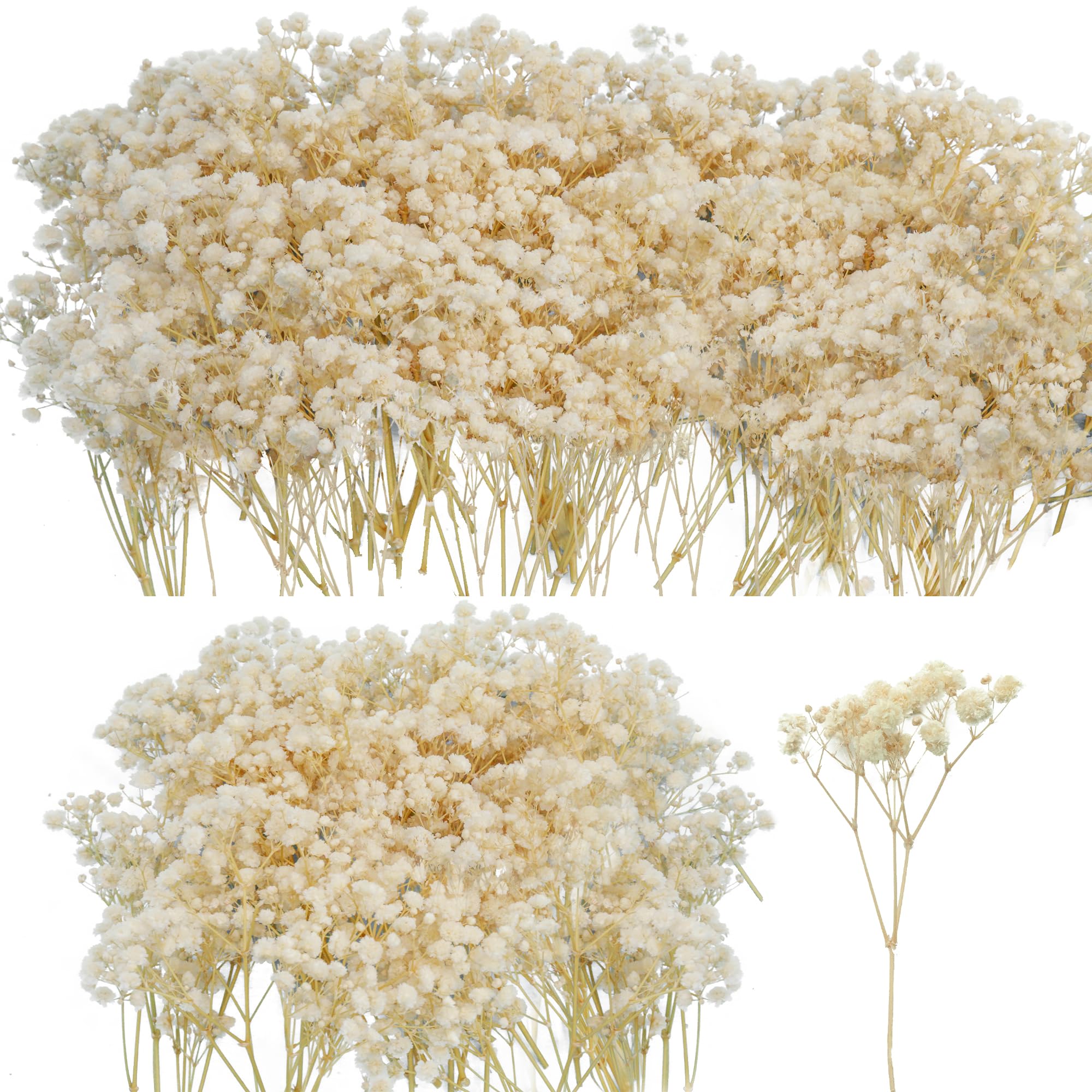 50Pcs Mini Dried Baby's Breath Flowers