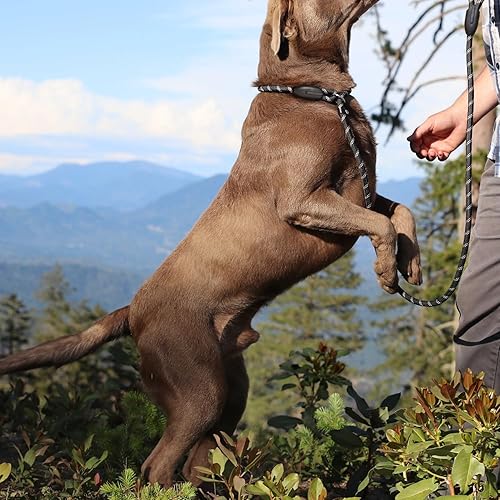 Miniatura 8 de WePet Correa antideslizante de entrenamiento para perros correa antideslizante para perro correa de entrenamiento para recuperación de obediencia