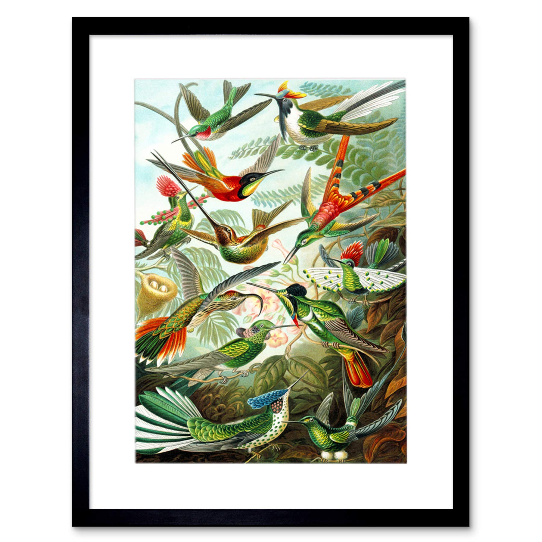 Wee Blue Coo Haeckel Plate 99 Hummingbirds Artwork Framed Wall Art Print 12X16 Inch