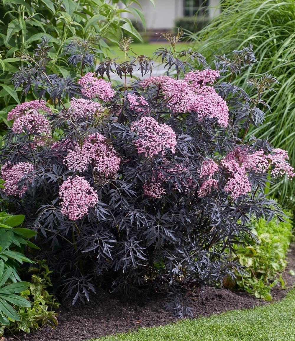 BALDUR Garten 1x Terrassen-Holunder Cherry Lace®, Pflanze im 9x9 cm-Topf, Blüten und reife Beeren vielseitig verwendbar, winterhart, pflegeleicht, Wasserbedarf gering, blühend, Sambucus nigra