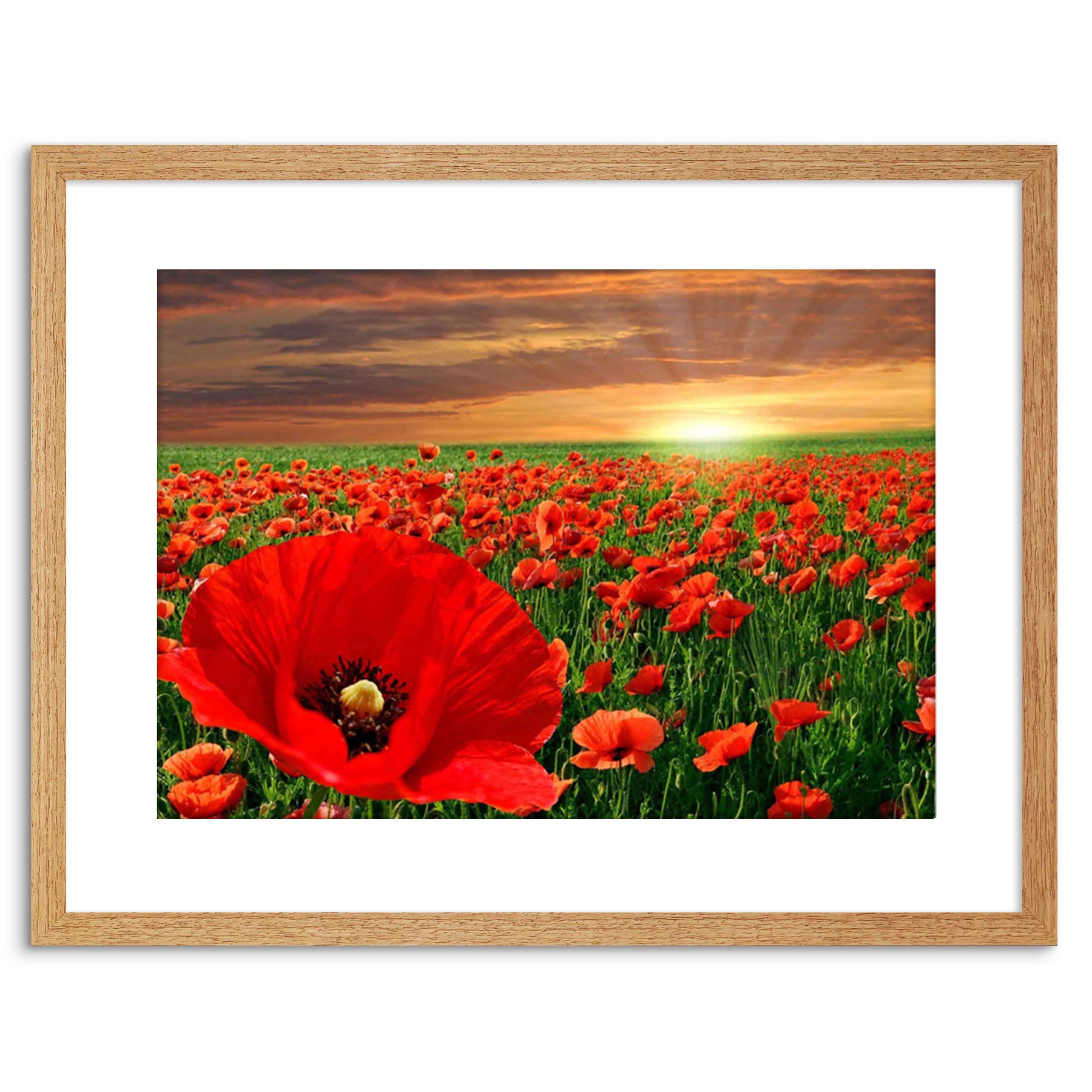 Wee Blue Coo PHOTO LANDSCAPE POPPY FIELD SUN RISE RED FLOWER BEAUTIFUL FRAMED PRINT F97X4225
