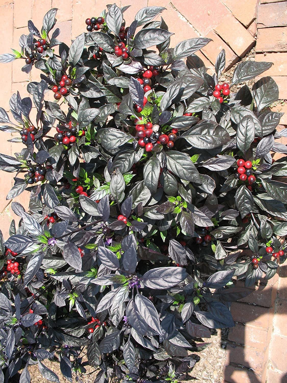 Zomoloco_? Black Pearl Pepper Chilli Seeds_Y1328(30per packet)