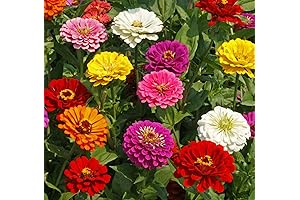 5000 ZINNIA SEEDS California Giant Mix Nice Garden Flower by SEED KINGDOM