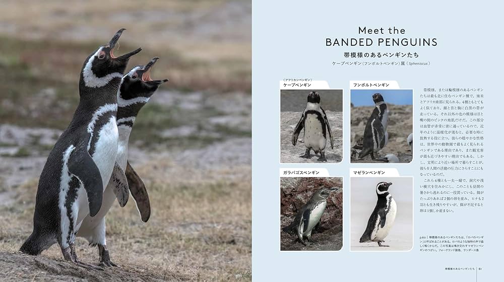 世界のペンギン 18種類の野生ペンギンと出会う旅 | アーシュラ