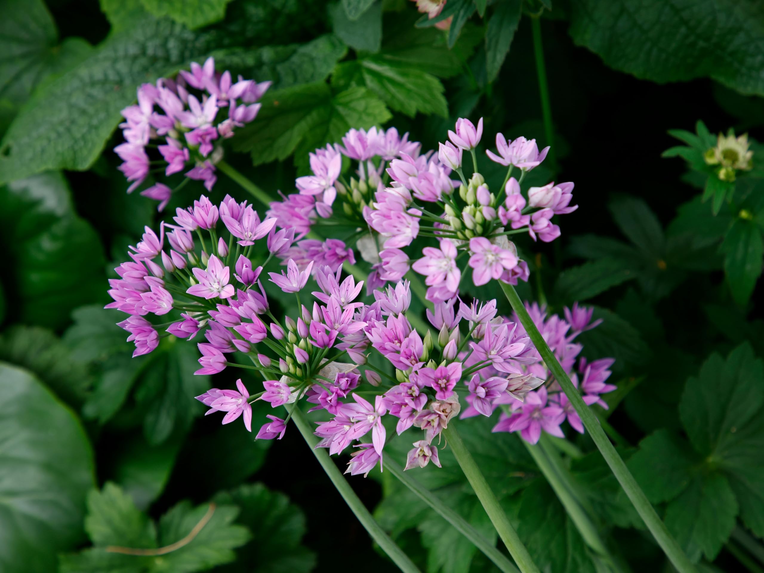 Lincolnshire Pond Plants Ltd - Allium Eros Plant Bulb x5